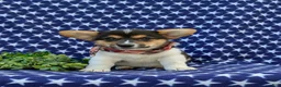 Welsh Corgi Pembroke dogs for sale: Blake - Ad 2