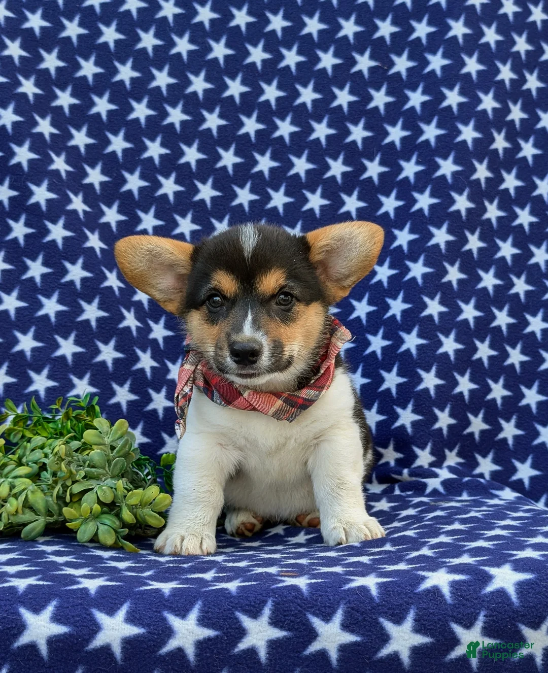 Welsh Corgi Pembroke dogs for sale: Blake - Ad 2