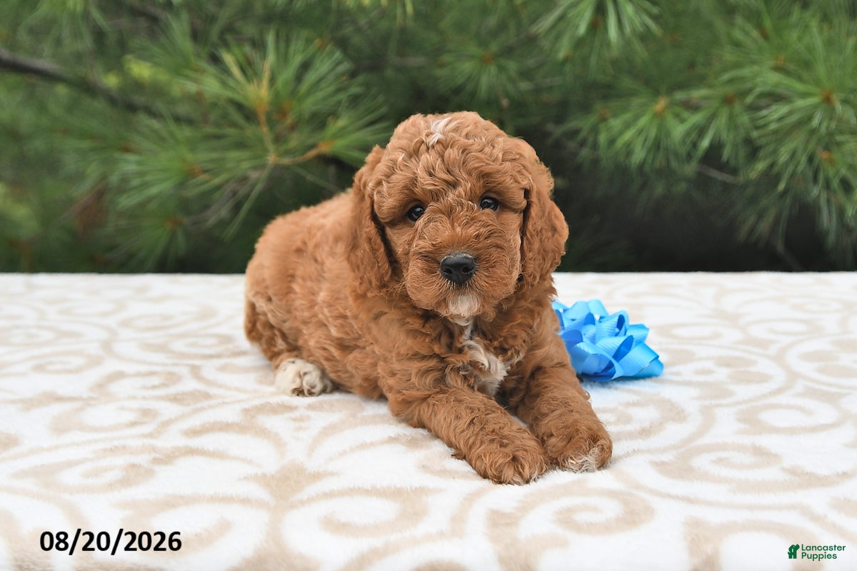 Mini Goldendoodle dogs Milo  - Ad 2