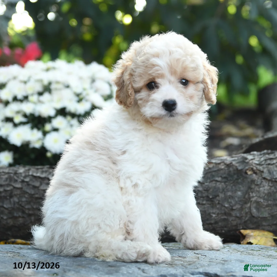 Cavapoo dogs for sale: Colonel Mustard - Ad 1