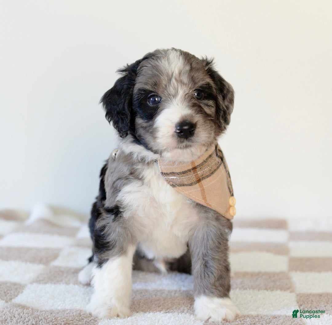 Bernedoodle dogs for sale: Flannel  - Ad 3