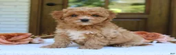 Cavapoo dogs for sale: Jolene  - Ad 3
