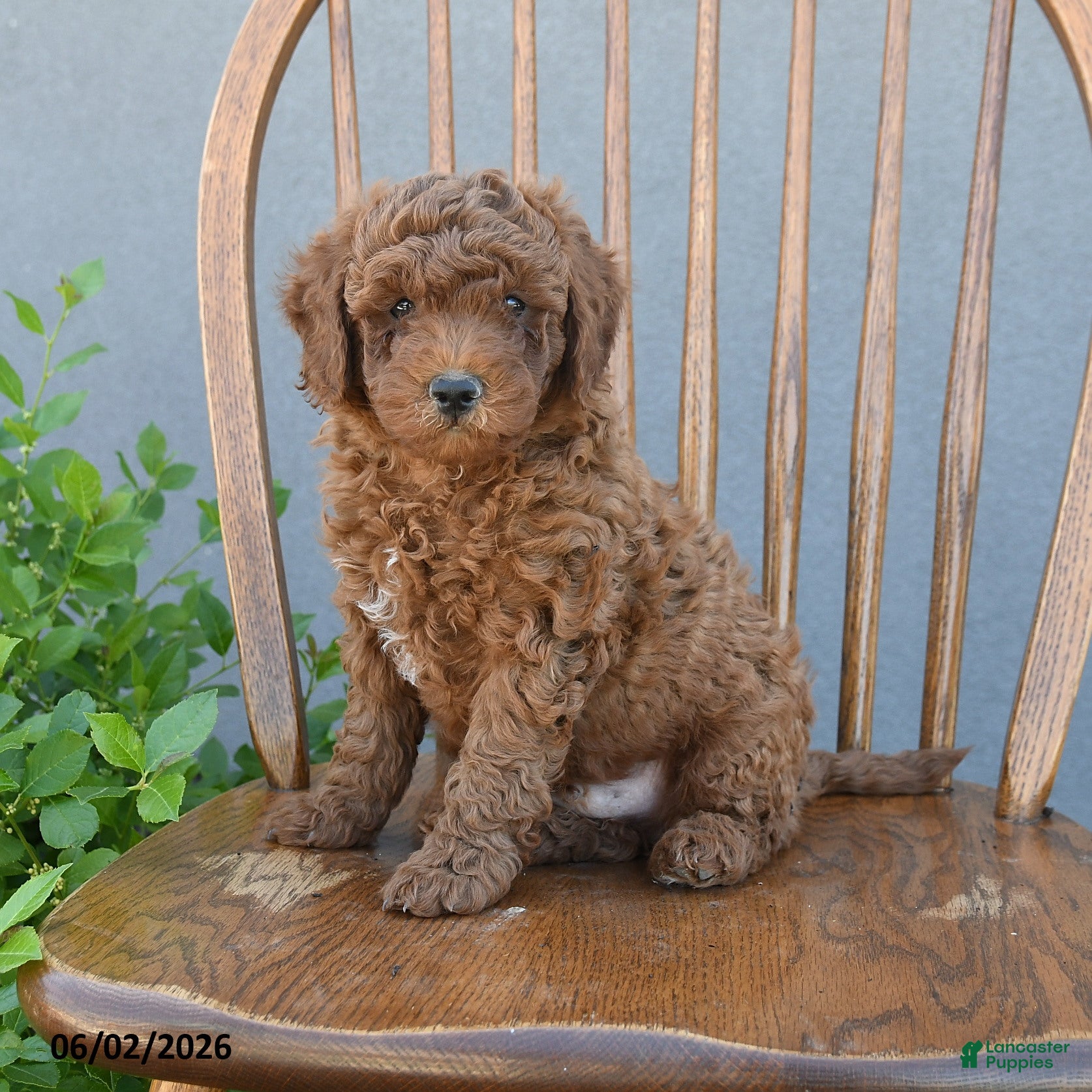 Miniature Poodle dogs for sale: Troy - Ad 2