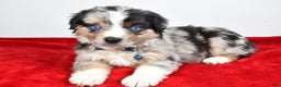 Miniature Australian Shepherd dogs for sale: Willy - Ad 15