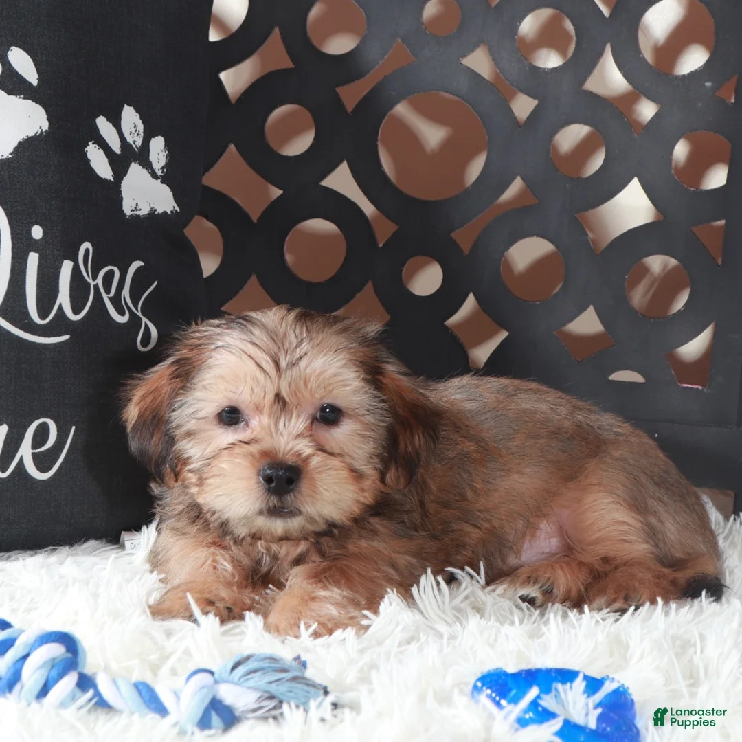 Shorkie dogs for sale: Bam Bam Shorkie Puppy - Ad 2