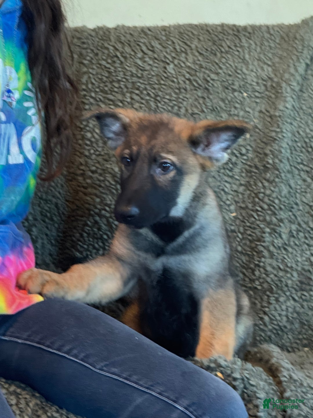 German Shepherd dogs for sale: German Shepherd Puppy 4 - Ad 1