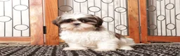 Shih Tzu dogs for sale: Muffin - Ad 4