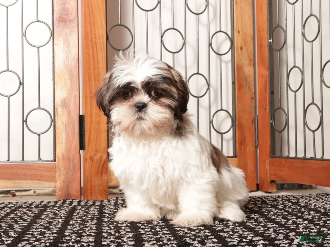 Shih Tzu dogs for sale: Muffin - Ad 4