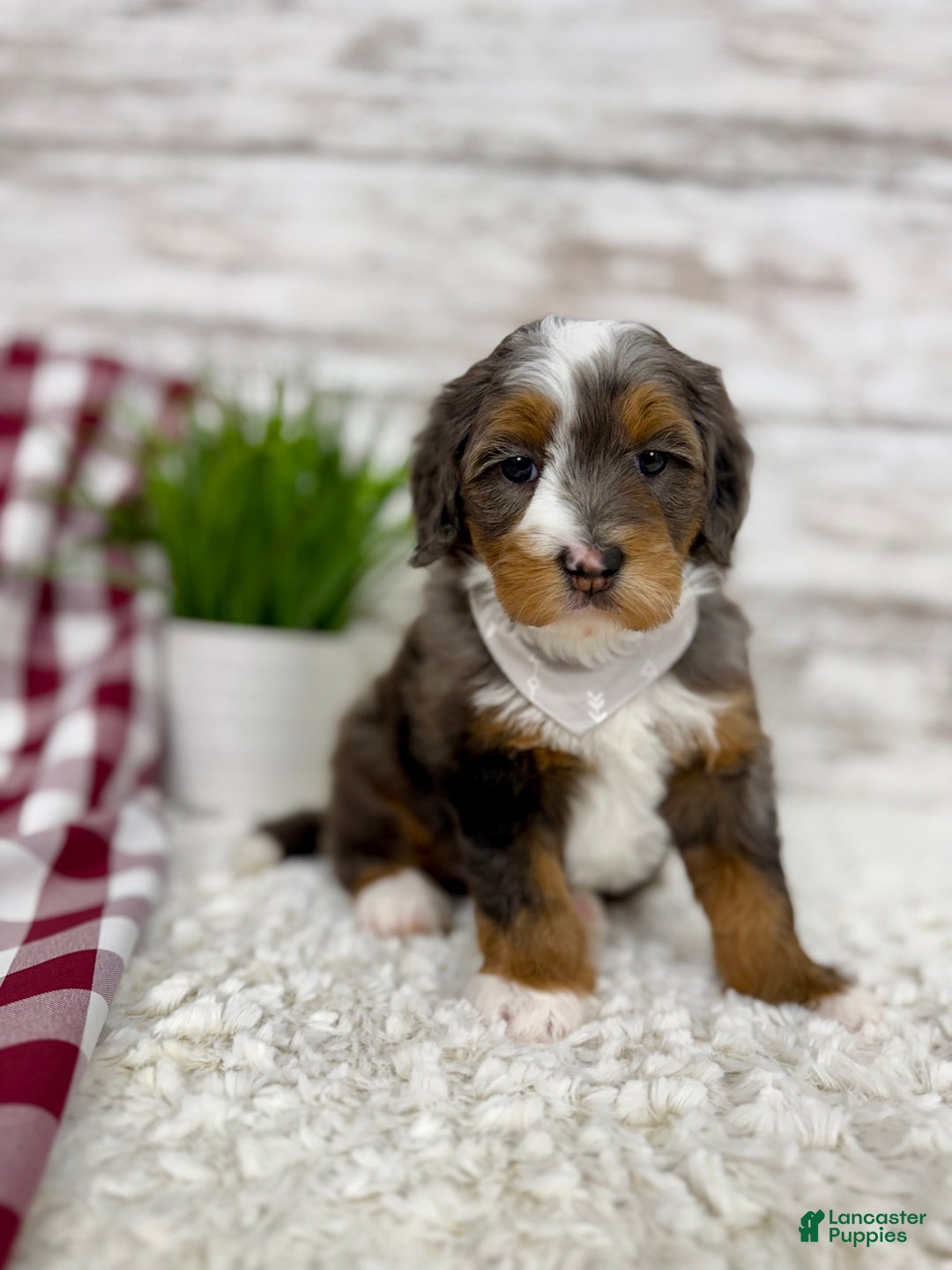 Mini Bernedoodle dogs for sale: Sophia - Ad 1