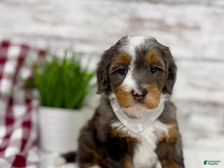 Mini Bernedoodle dogs Sophia - Ad 1