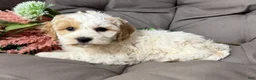 Cockapoo dogs for sale: Beauty - Ad 1