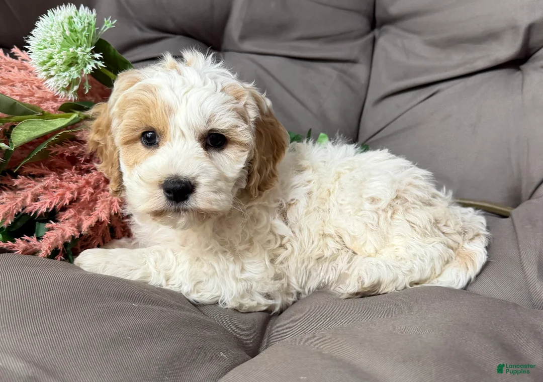 Cockapoo dogs for sale: Beauty - Ad 1