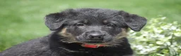 German Shepherd dogs for sale: Hayden - Ad 2