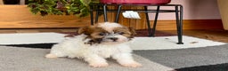 Havanese dogs for sale: Female 2 - Ad 7