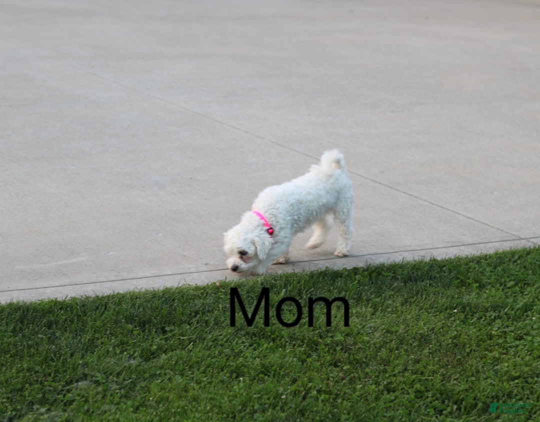 Havapoo dogs for sale: Angie👨‍👨‍👦‍👦💞🐕Miniature - Ad 19