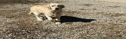 Golden Retriever dogs for sale: Joe - Ad 5