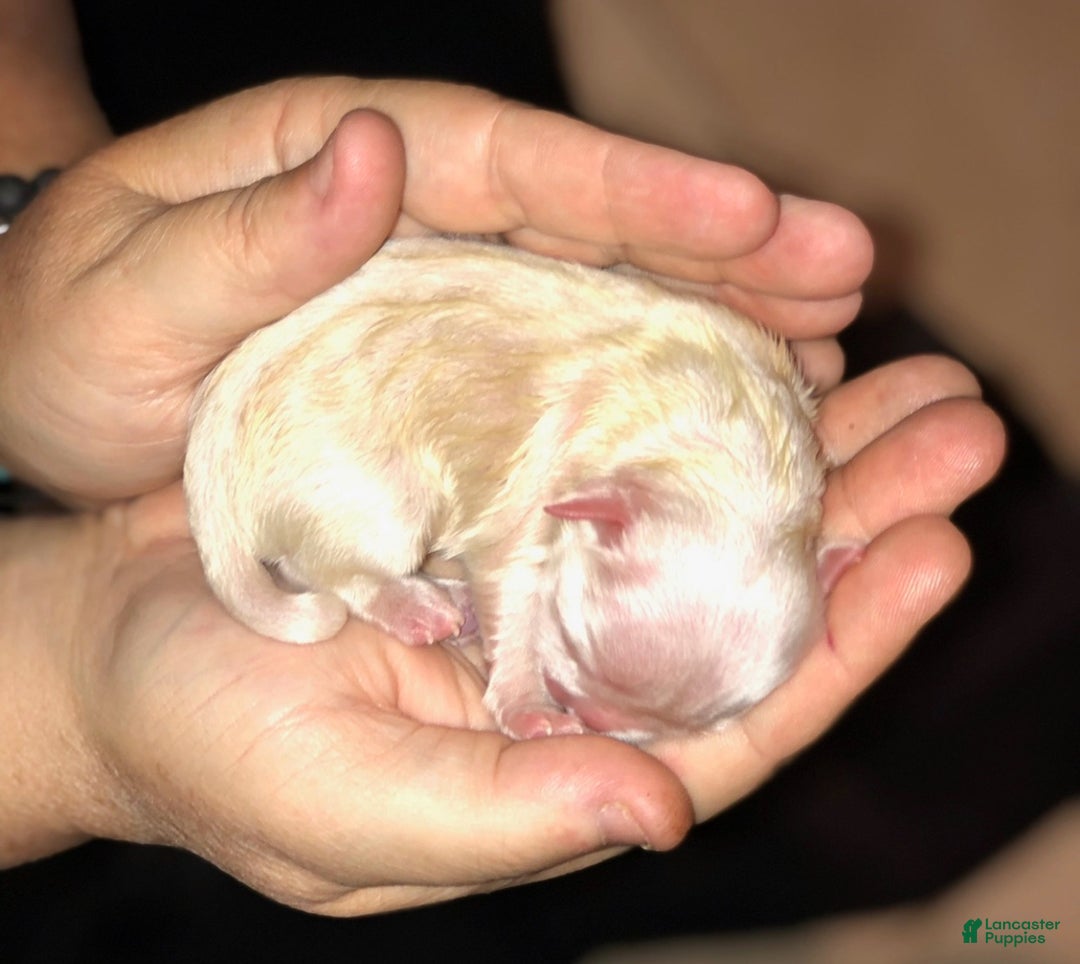 Coton De Tulear dogs for sale: Coton De Tulear Puppy 2 - Ad 4