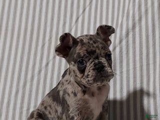 Frenchton dogs Jase - Ad 28