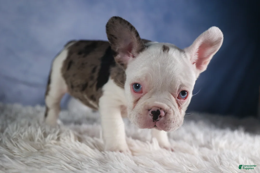 Frenchton dogs for sale: IZZY - Ad 11