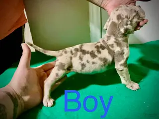 American Bully dogs American Bully Puppy 2 - Ad 39