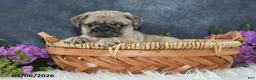 Pug dogs for sale: Greg - Ad 9