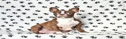 Boston Terrier dogs for sale: Confetti - Ad 6
