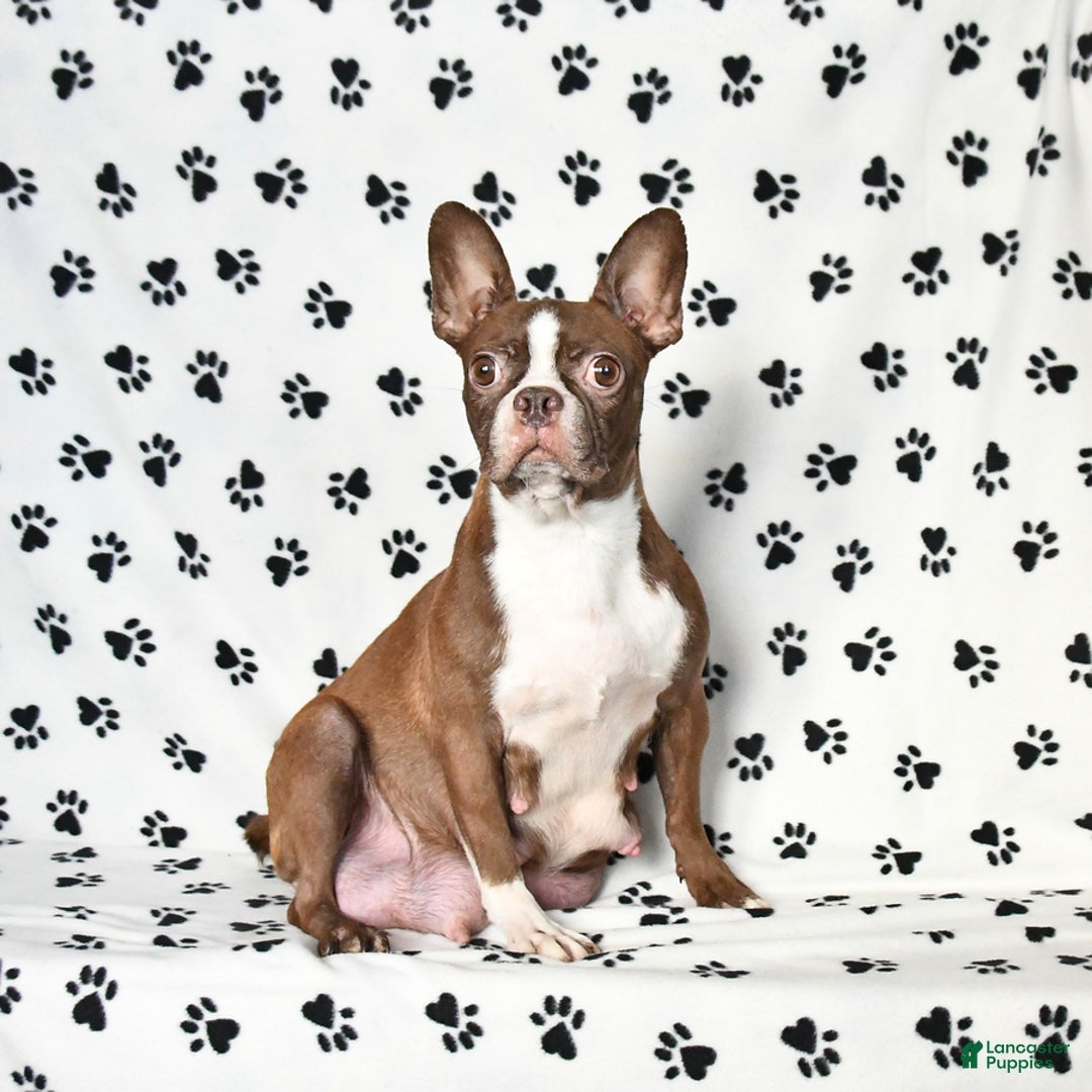 Boston Terrier dogs for sale: Confetti - Ad 6