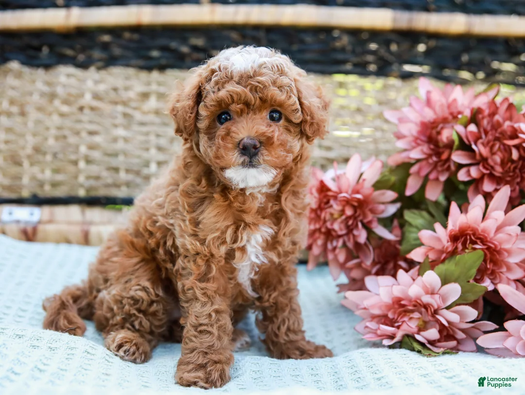 Toy Poodle dogs for sale: Bubbles - Ad 1