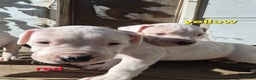 Dogo Argentino dogs for sale: Dogo Argentino Puppy 1 - Ad 2
