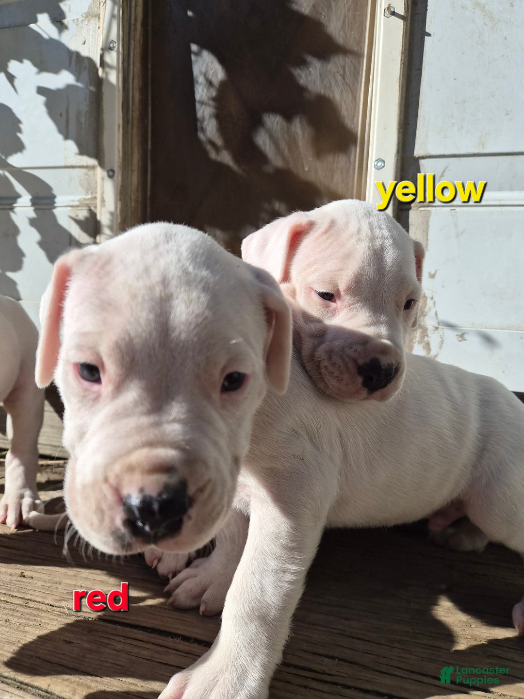 Dogo Argentino dogs for sale: Dogo Argentino Puppy 1 - Ad 2