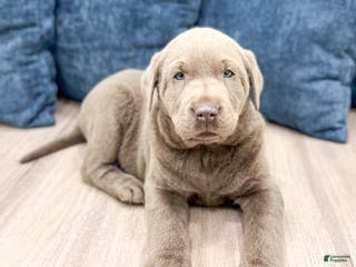 Labrador Retriever dogs River - Ad 30