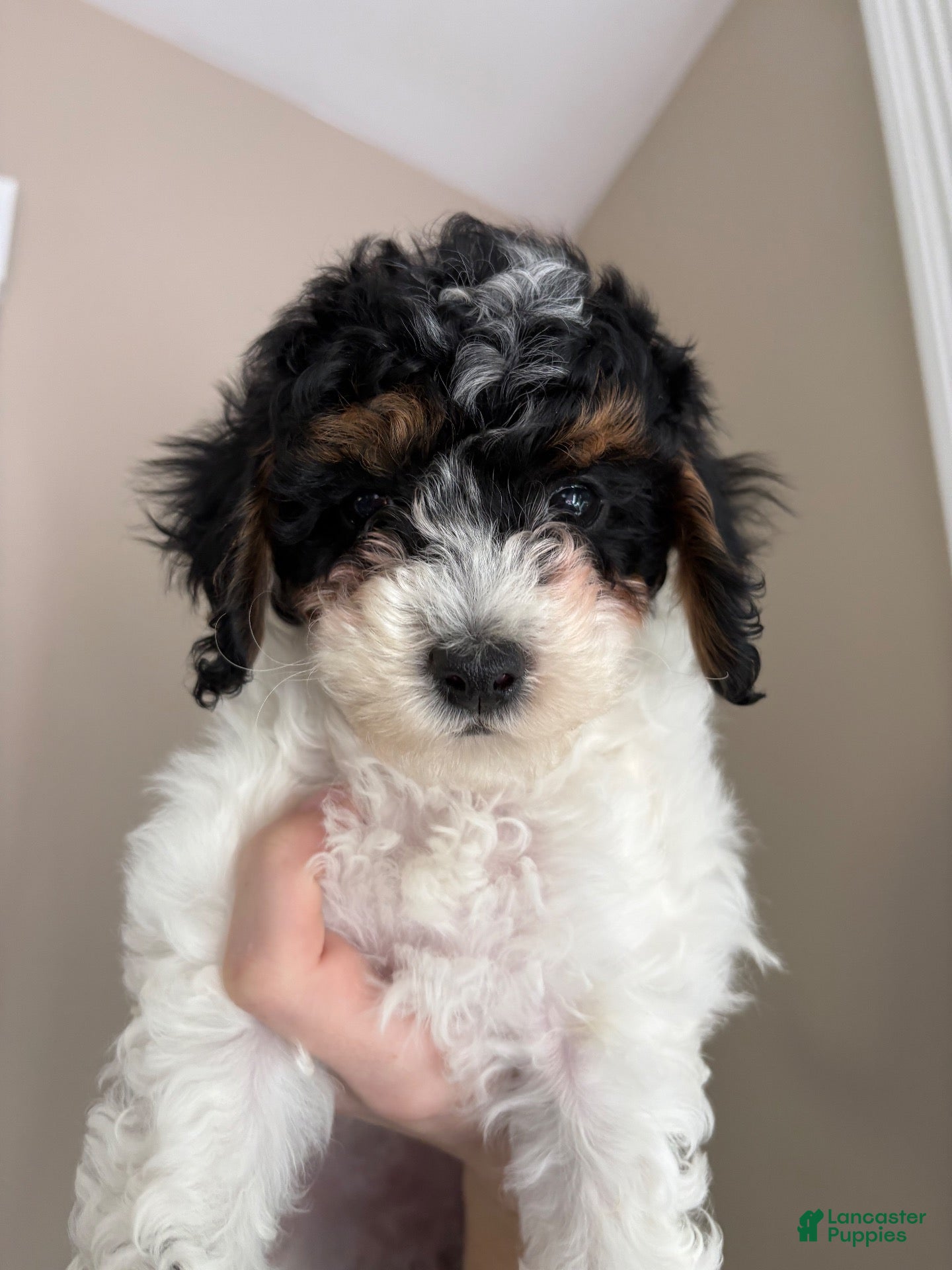 Cavapoo dogs for sale: Daisy  - Ad 32