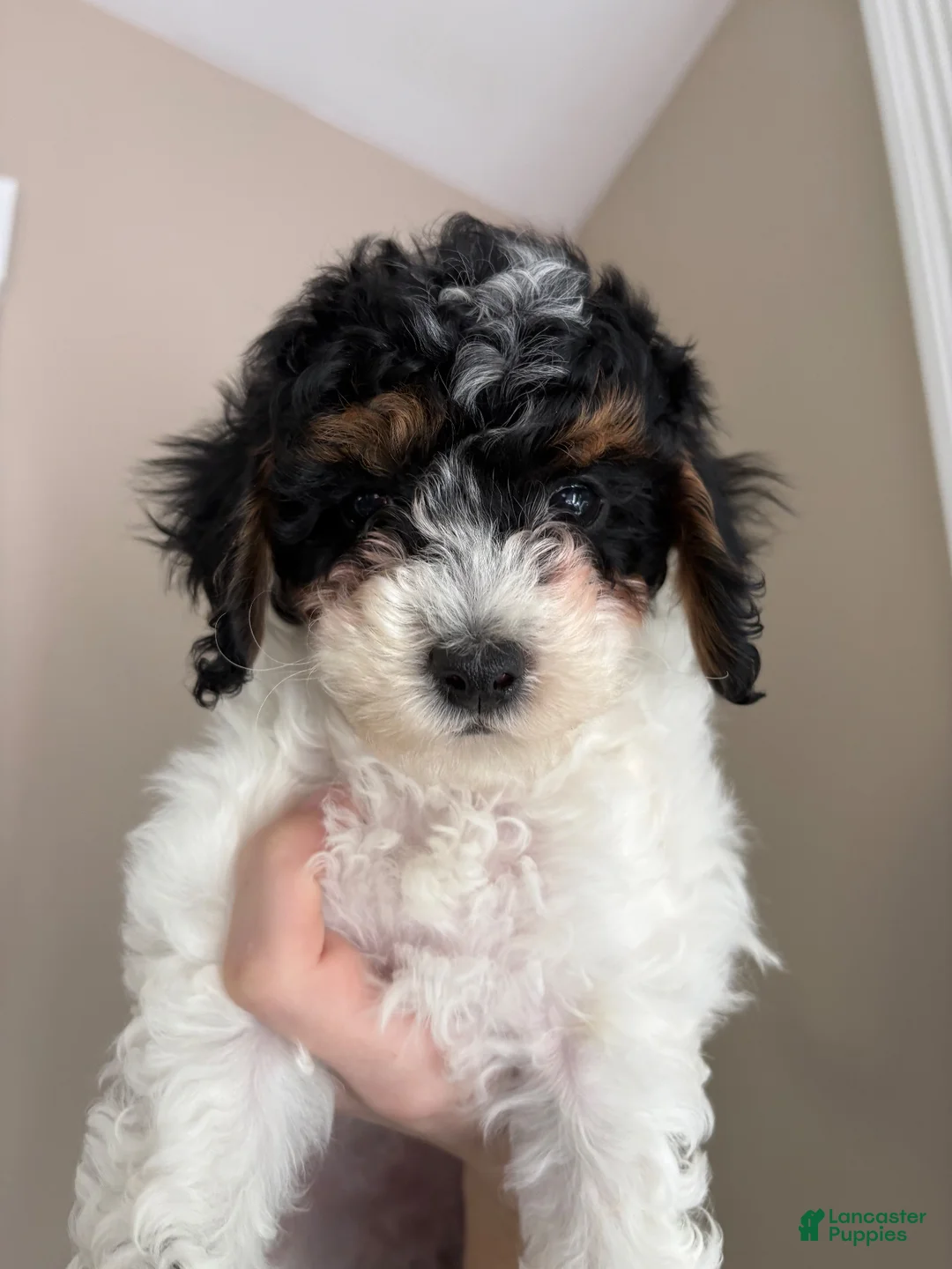 Cavapoo dogs for sale: Daisy  - Ad 1