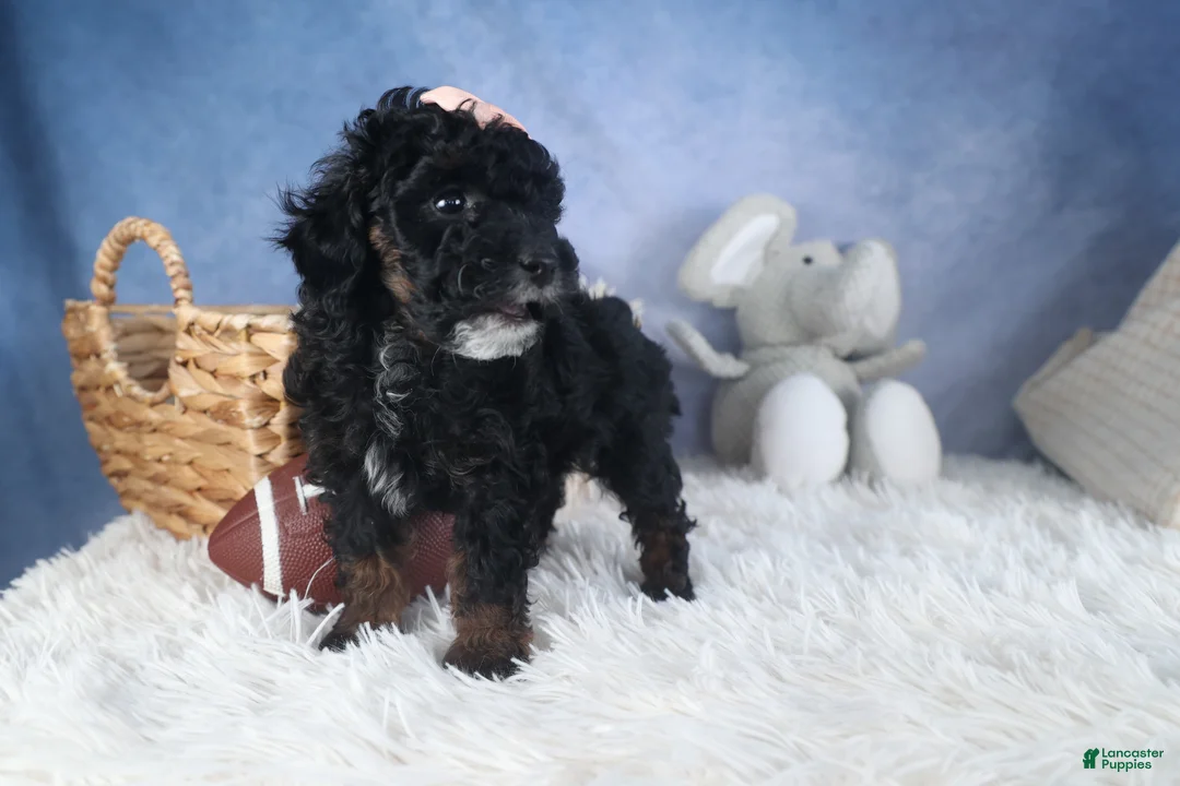 Miniature Poodle dogs for sale: Regan - Ad 6