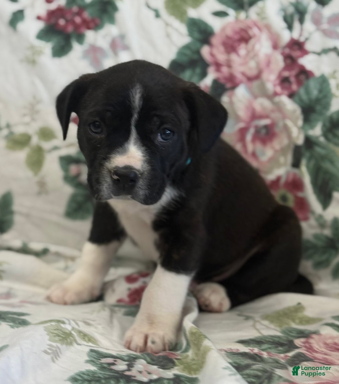 Mixed Breed dogs for sale: Marshall - Ad 8