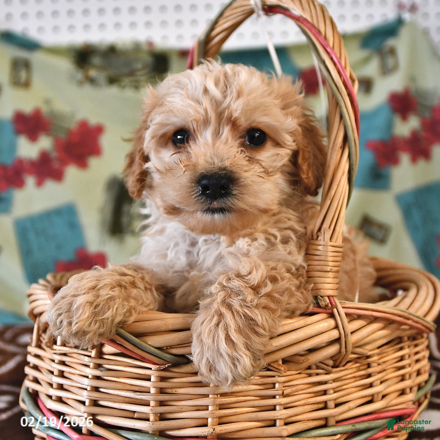 Cockapoo dogs Henry - Ad 2