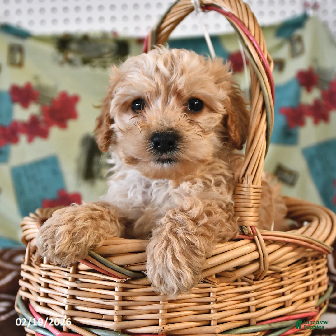 Cockapoo dogs for sale: Henry - Ad 2