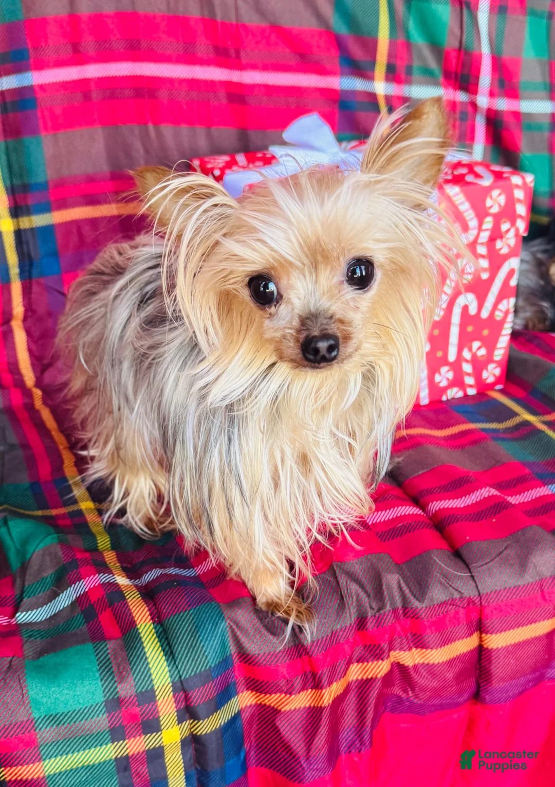 Yorkshire Terrier dogs for sale: Madeleine   - Ad 12