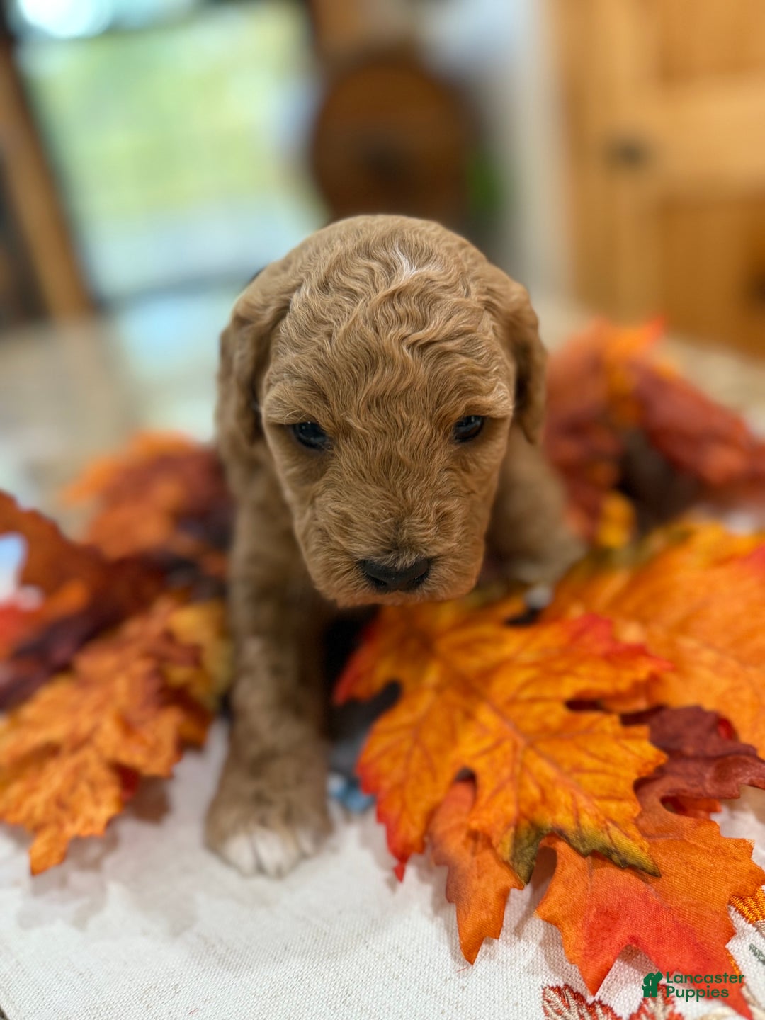 Mini Goldendoodle dogs for sale: Mini Goldendoodle Puppy 2 - Ad 2