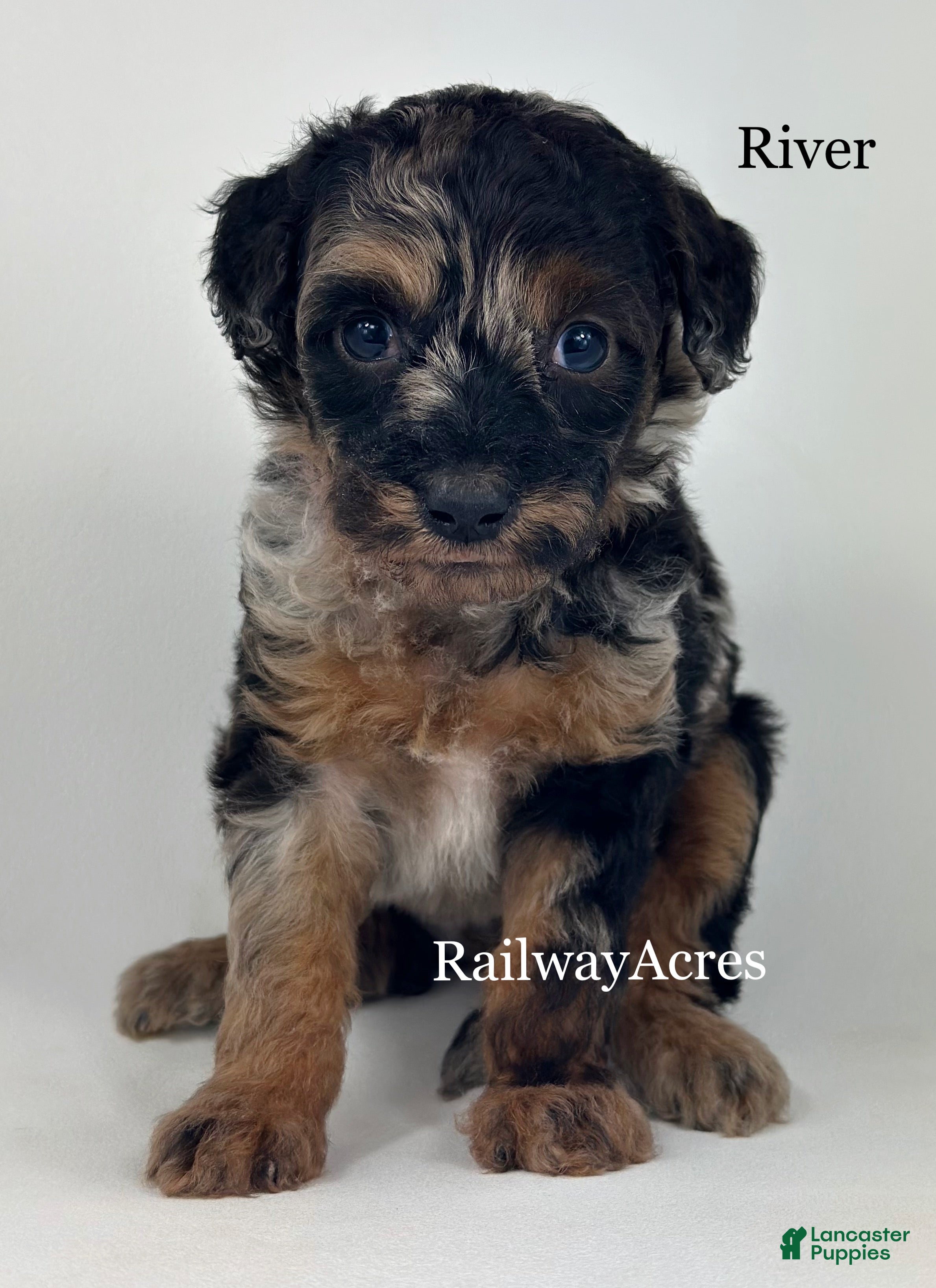 Goldendoodle dogs River - Ad 29