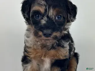 Goldendoodle dogs River - Ad 29