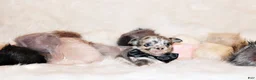 Chihuahua dogs for sale: Elgin - Ad 3