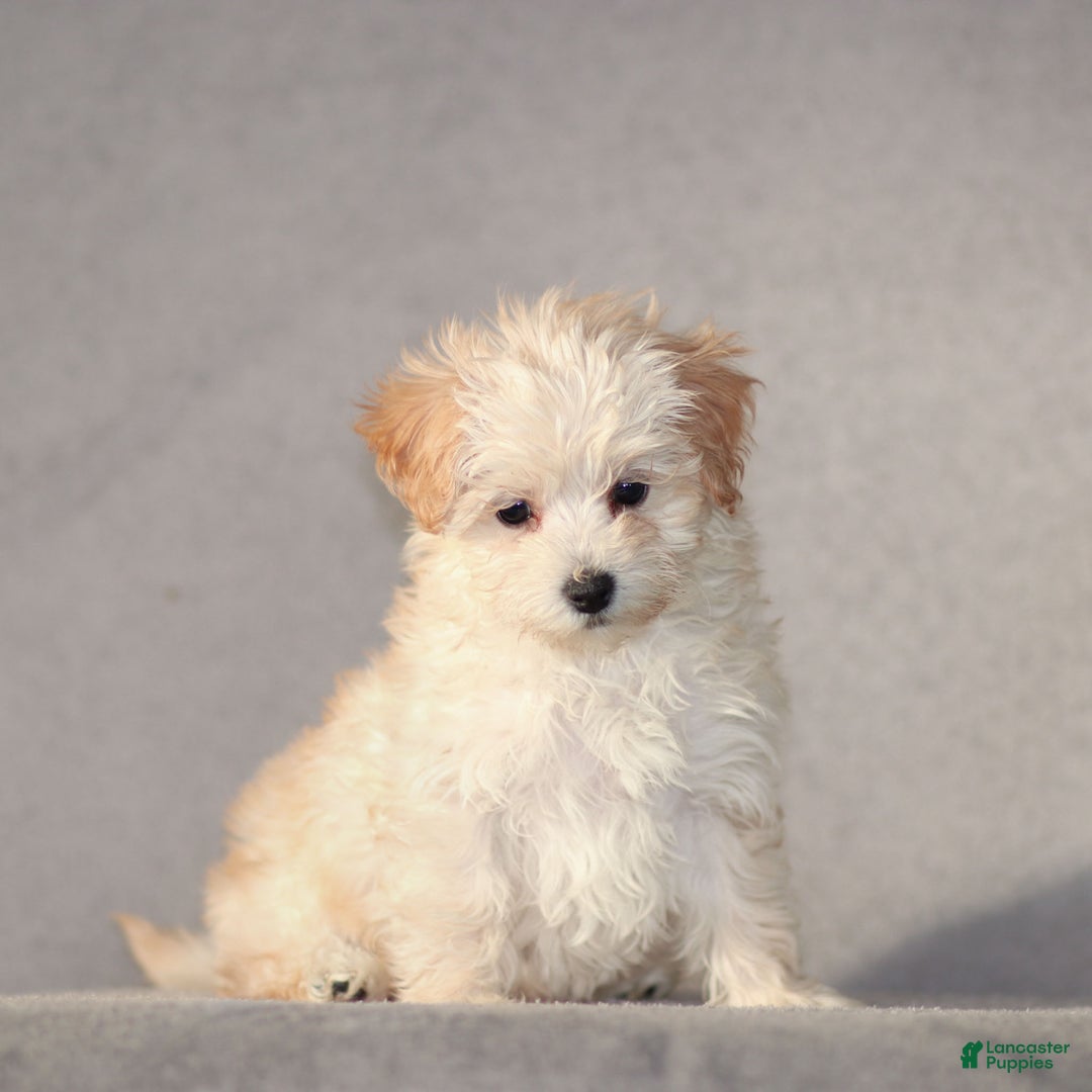 Maltipoo dogs for sale: Sally - Ad 3