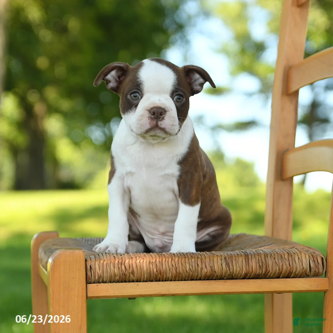 Boston Terrier dogs for sale: Terrance - Ad 2
