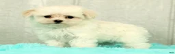 Maltese dogs for sale: Bobby - Ad 3