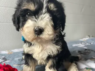 Havapoo dogs Hannah - Ad 17