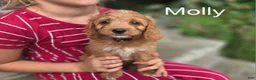 Irish Doodle dogs for sale: Irish Doodle 4 - Ad 1