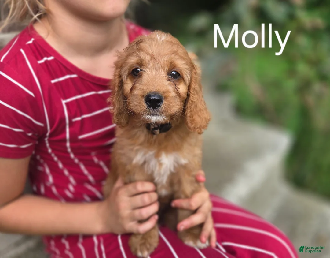 Irish Doodle dogs for sale: Irish Doodle 4 - Ad 1