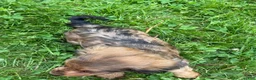 Miniature Dachshund dogs for sale: Mason - Ad 4