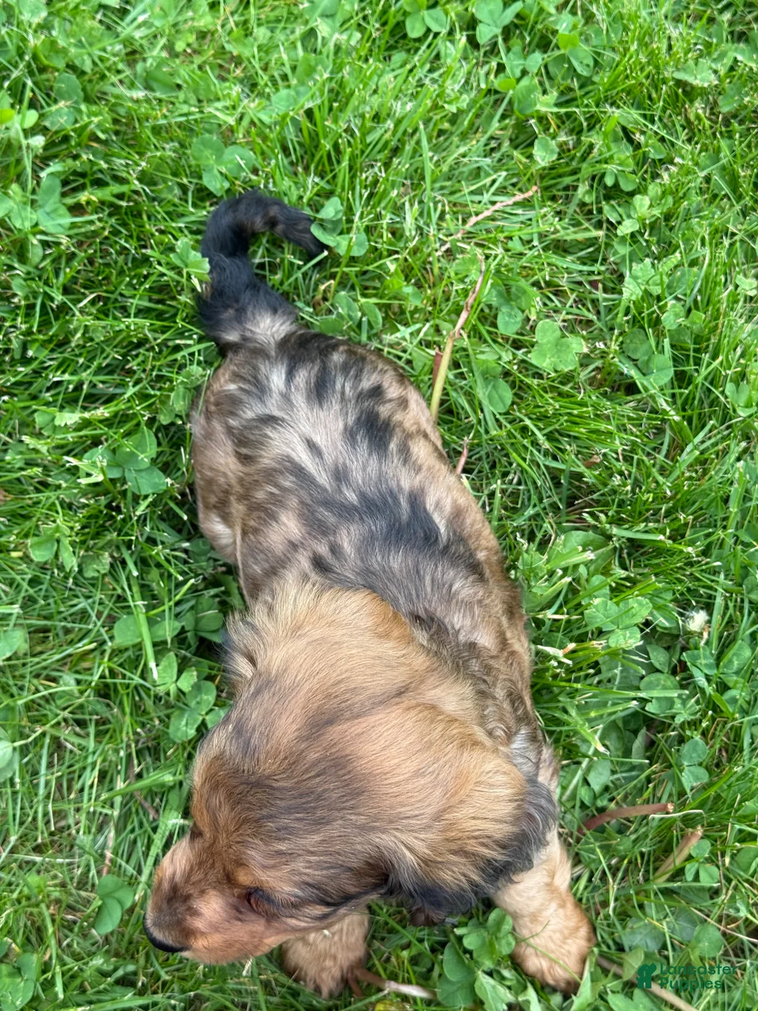 Miniature Dachshund dogs for sale: Mason - Ad 4